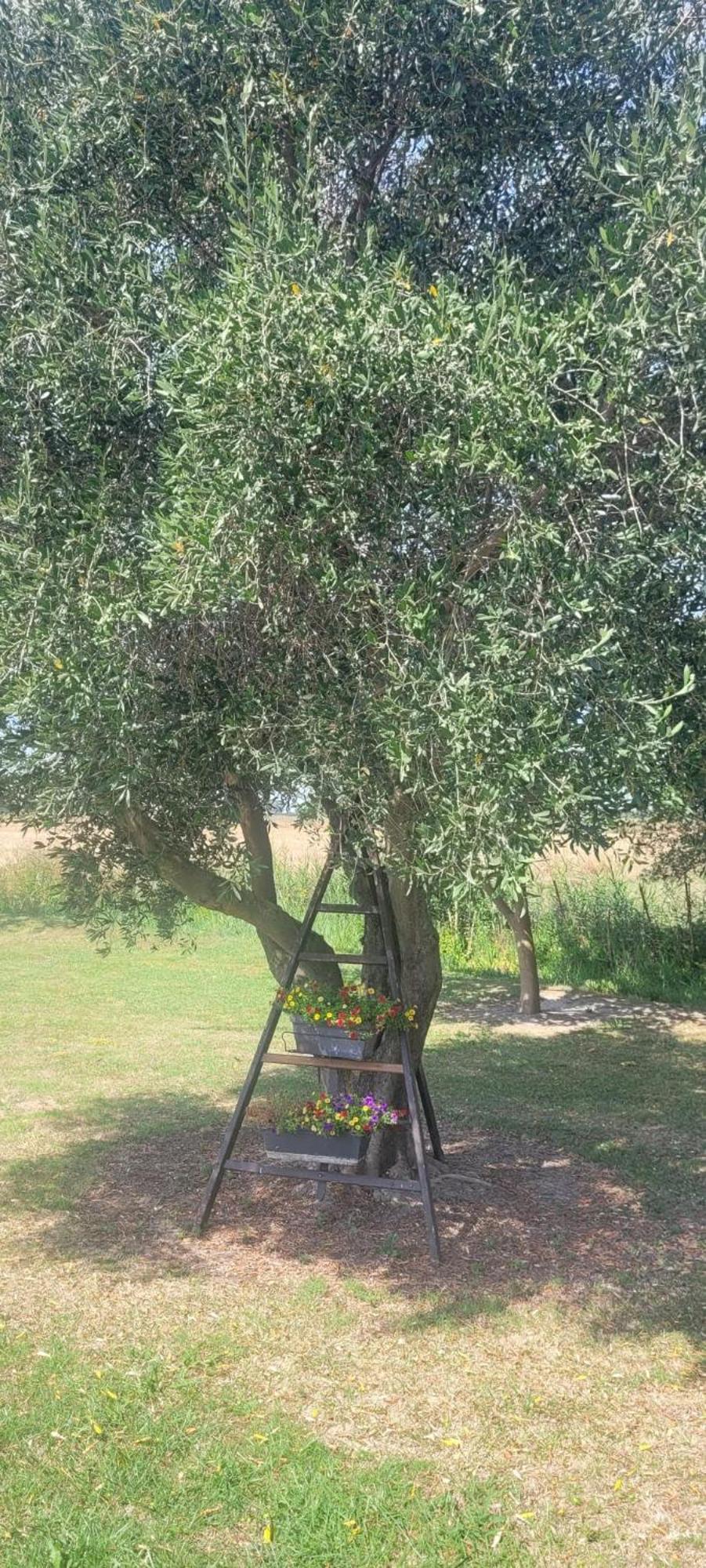 Mas Sicard Chambre D'Hotes En Camargue 阿爾勒 外观 照片